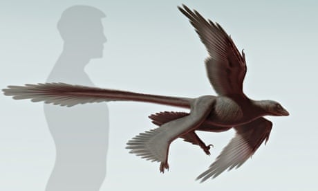 Artist's impression of the four-winged dinosaur Changyuraptor yangi