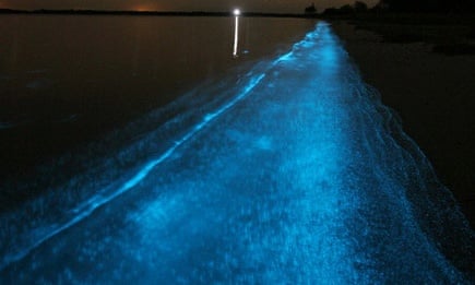 Bioluminescent Bay (Mosquito Bay), Vieques