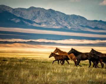Horses gallop over the field in Kazakhstan