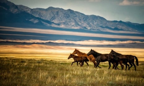 Horses gallop over the field in Kazakhstan