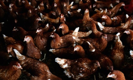 A crowded chicken shed.
