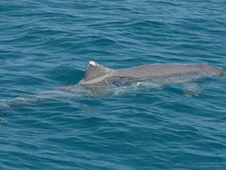 Hybrid dolphin