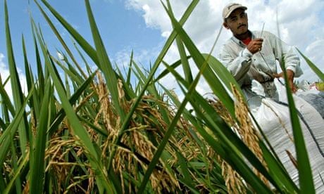 A Salvadoran farmer works in a rice field