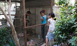 Anis and Aseel with a neighbour in a pen for guinea hens