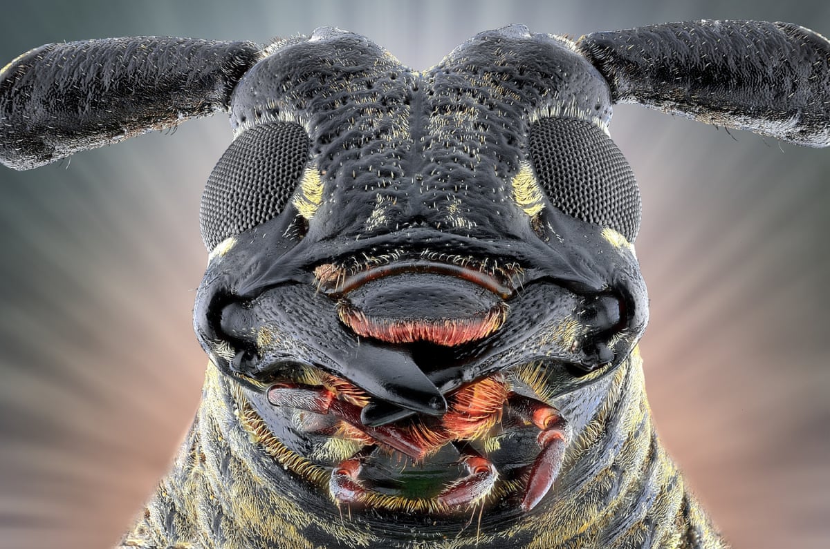 Face your fears: extreme creepy-crawly close-ups – in pictures ...