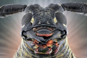 A longhorn beetle, close up
