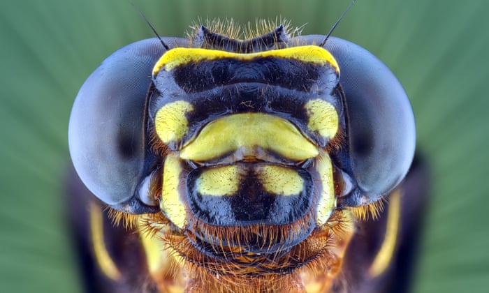 Scariest Looking Insects