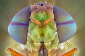 A soldier fly, close up