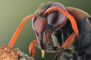 A brown wasp, close up