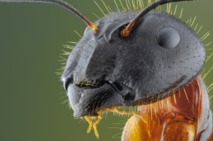 Yellow ant, close up