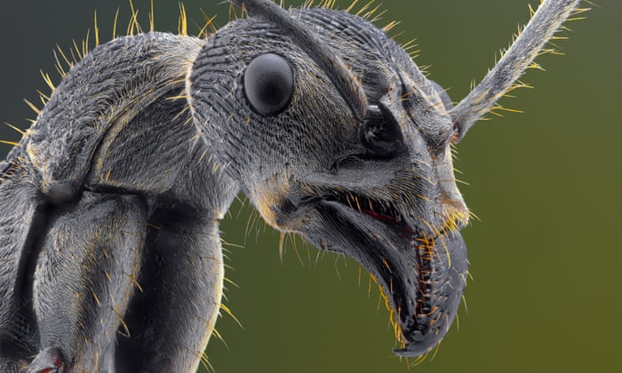 Scariest Looking Insects