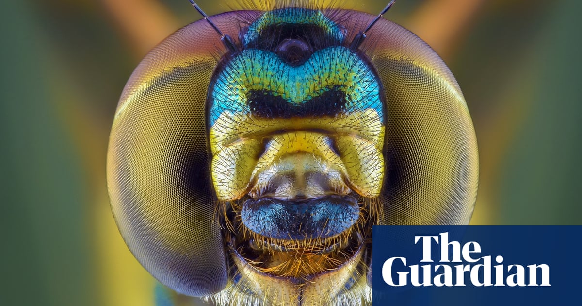 pics Real Dragonfly Close Up face your fears extreme creepy crawly