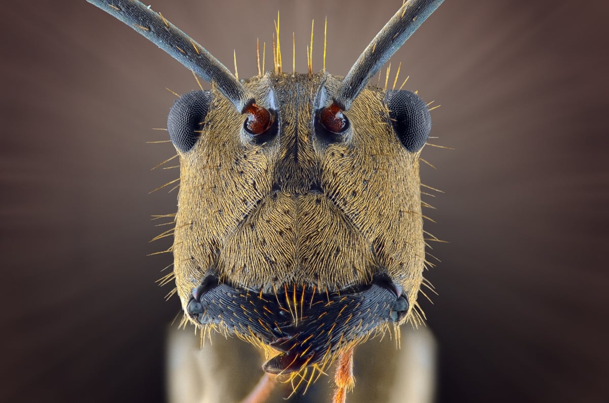 Face your fears: extreme creepy-crawly close-ups – in pictures