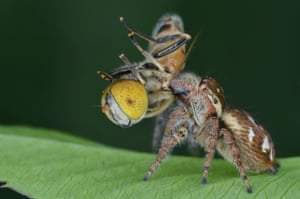 A spider fights with an insect