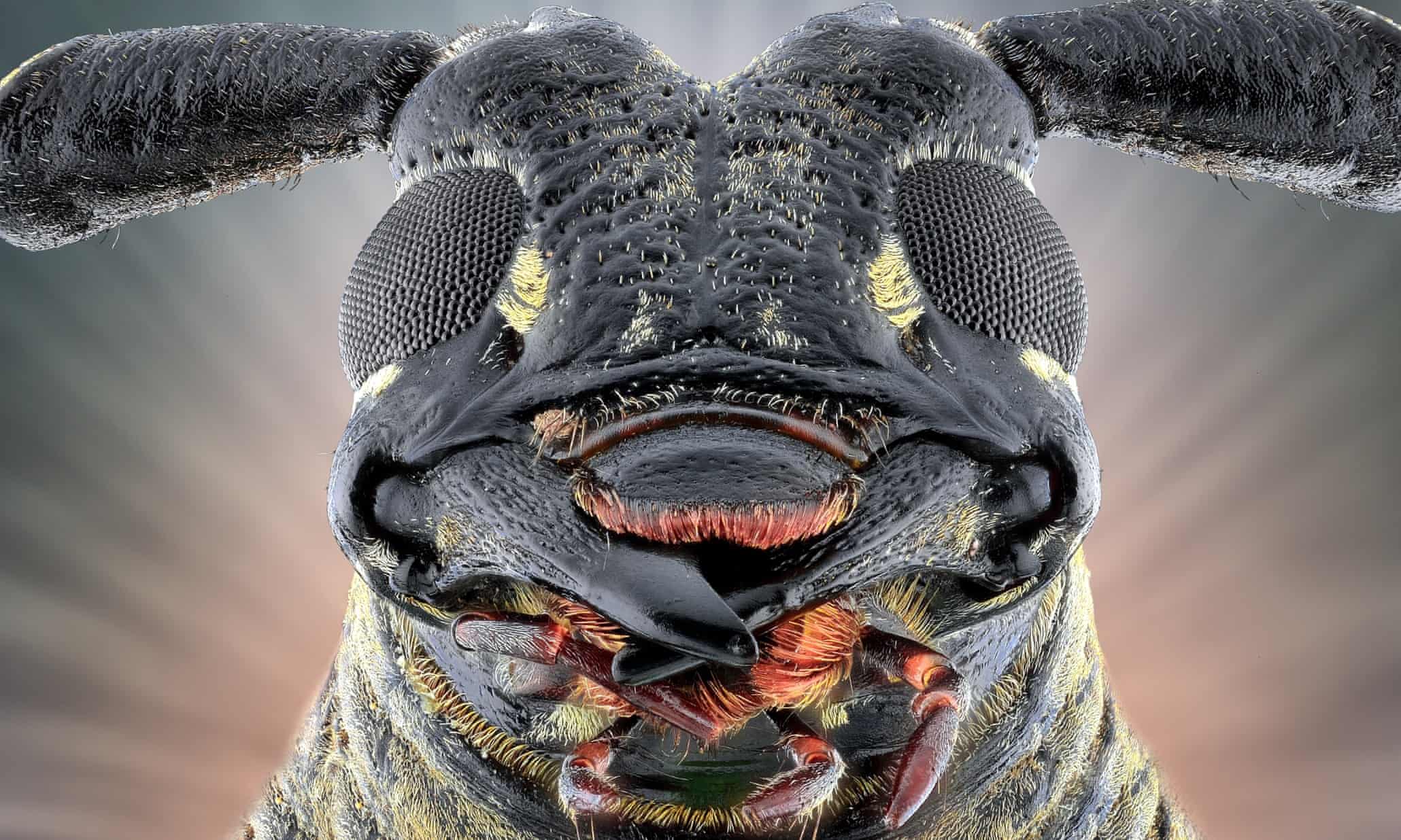 Face your fears: extreme creepy-crawly close-ups – in pictures