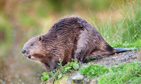 The European beaver, once native to the UK, would be subject to potential eradication measures under the infrastructure bill