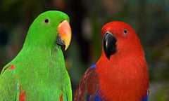 Eclectus Parrot, Eclectus roratus, Female is red and male is green, Jurong Bird Park Singapore