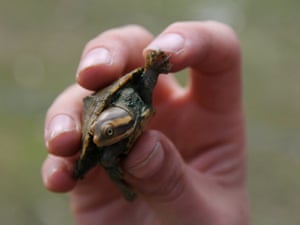 Bush Blitz turtle
