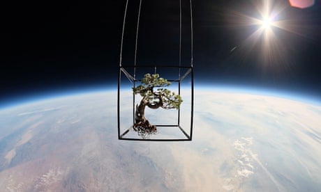 Bonzai tree in space by Azuma Makoto