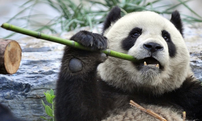 Pandas search high and low to get their fill of different bamboos | Animal behaviour | The Guardian