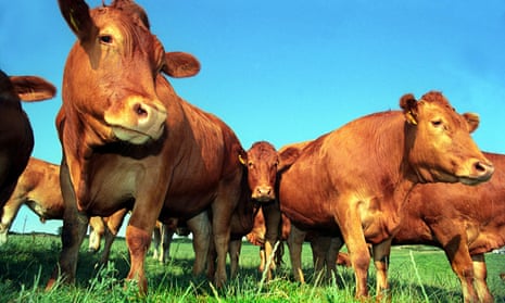 South Devon beef cattle UK
