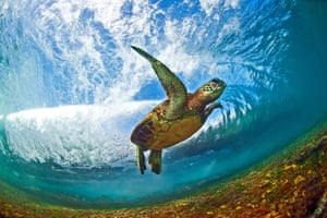 An endangered Hawaiian Green Sea Turtle (Honu in Hawaiian) swimming behind a breaking wave in the shallow waters off of the North Shore, in Oahu, Hawaii.