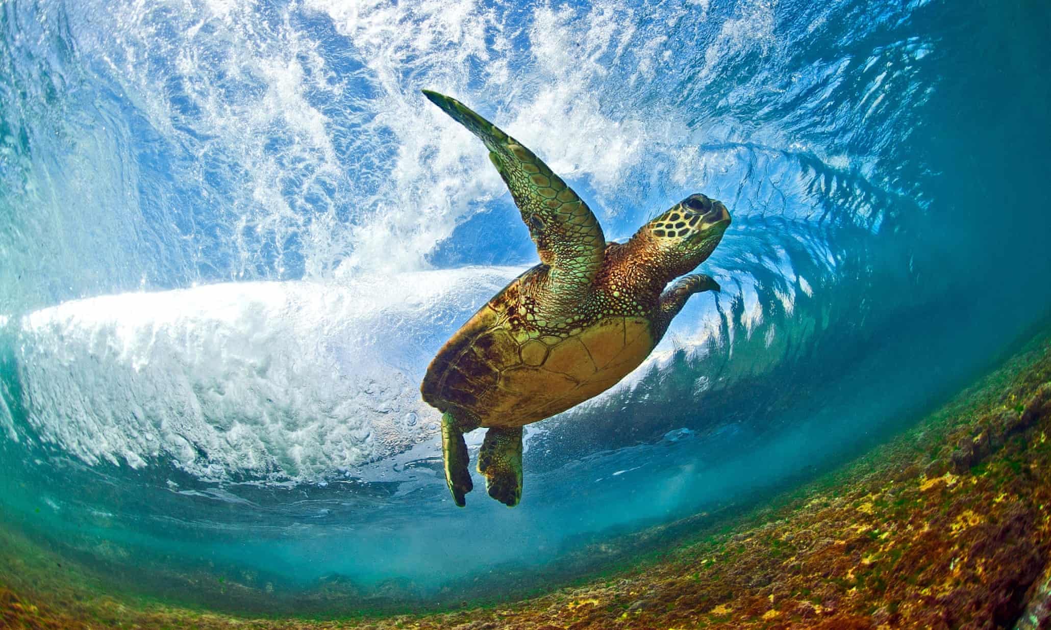 Hawaii's spectacular ocean waves – in pictures