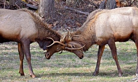 Elk stags locked together