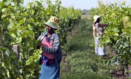 Ethiopia vineyard