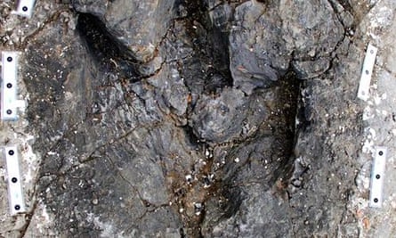 Tyrannosaur track