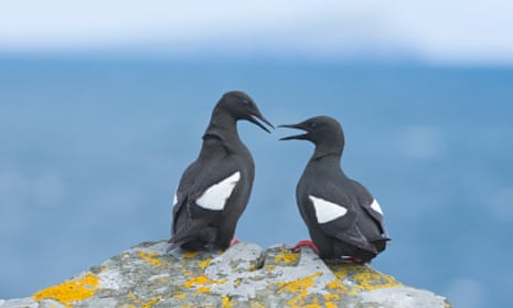 Black guillemots are one of the rare species in line for extra protection from new marine protected areas in Scotland