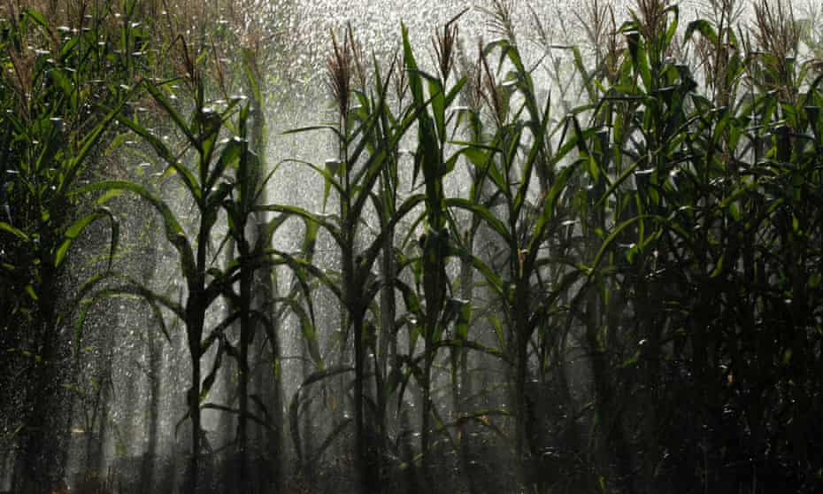 An irrigation system waters corn crops – researchers are modelling how climate change will affect crop failures.
