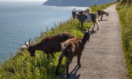 Feral goats and a solitary walker on the easy path high above the sea at Valley of Rocks near Lynton and Lynmouth in Devon wild feral goat 