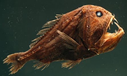 Fangtooth (Anoplogaster cornuta) has bony, hard body, unlike most deep sea fish