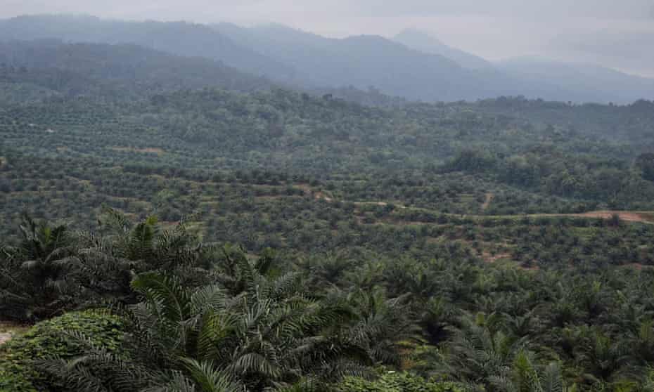 A palm oil plantation in Sumatra. Changes to the World Bank's lending rules could allow such plantations on indigenous peoples' lands, NGOs fear