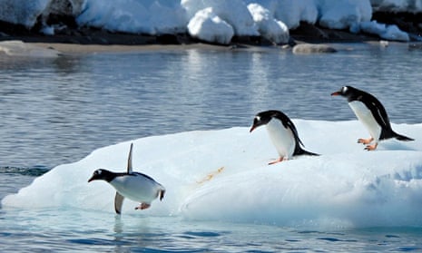 Gentoo Penguins on the Ice in Antarctica