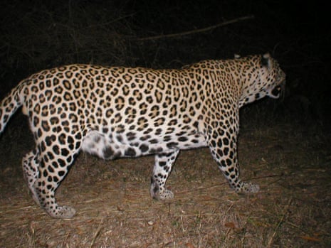 leopard caught by a camera trap rural Tamil Nadu, India