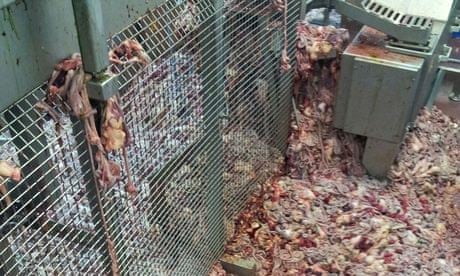 Chicken offal piled on an abattoir floor. Tesco auditors arrived unannounced at dawn at Llangefni