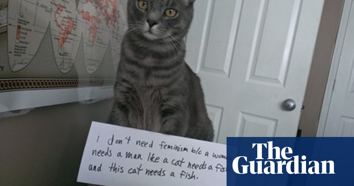 Confused Cats Against Feminism: feline views on gender equality | Cats |  The Guardian