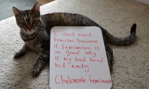 Confused Cats Against Feminism Feline Views On Gender Equality Life And Style The Guardian