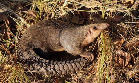 African White-bellied/Tree pangolin