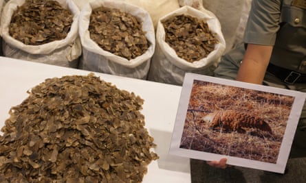 A Hong Kong Customs official holds up a picture of a pangolin next to some of the 2 tons seized pangolin scales displayed at a Hong Kong Customs & Excise Department press conference on 16 June 2014. According to Hong Kong Customs, this is the largest seizure in five years, and is the second such shipment in less than a month.