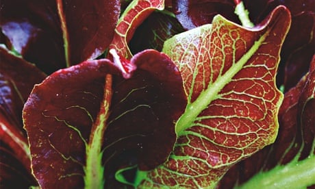 Alys Fowler: radicchios | Gardening advice