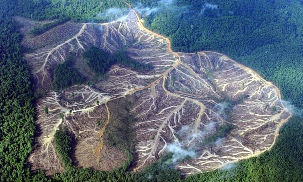 essay deforestation trees essay deforestation trees