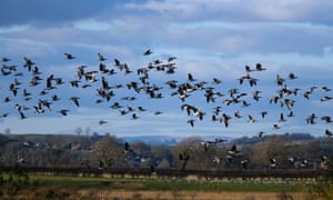 Barnacle geese in flight at Caerlaverock wetland centre.