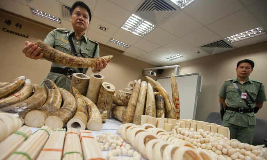 A Hong Kong Customs officer displays seized ivory at the Hong Kong international airport, China, on 10 June 2014.