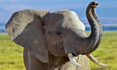 An elephant walks in the Amboseli National Park in southern Kenya, 08 October 2013