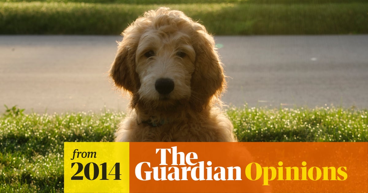 I Thought My Puppy Would Unite The World I Was So So Wrong Australia News The Guardian