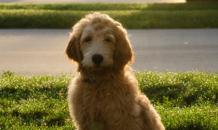 I Thought My Puppy Would Unite The World I Was So So Wrong