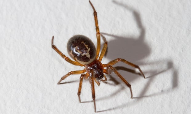 False widow spider, West Sussex, UK.